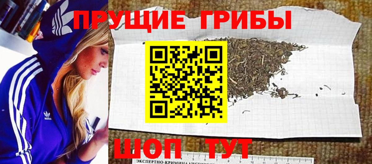 Коряжма  Псилоцибиновые грибы Psilocybe  Вход с VPN 